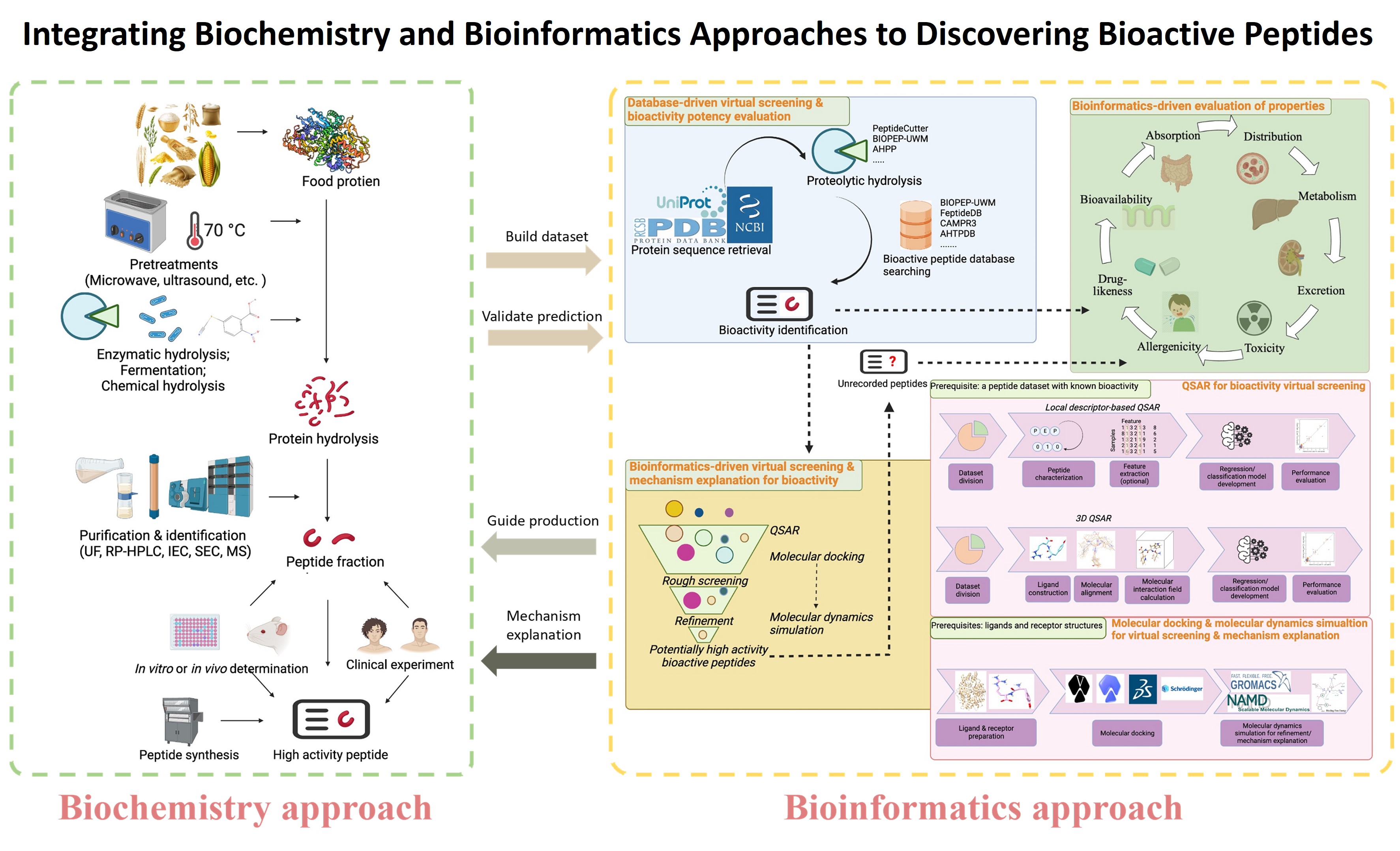 Bioactive peptides